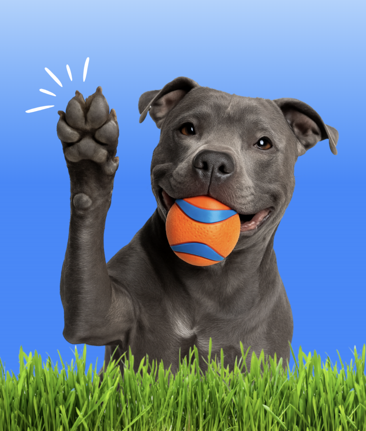 Deuce Scooped - Photo 2