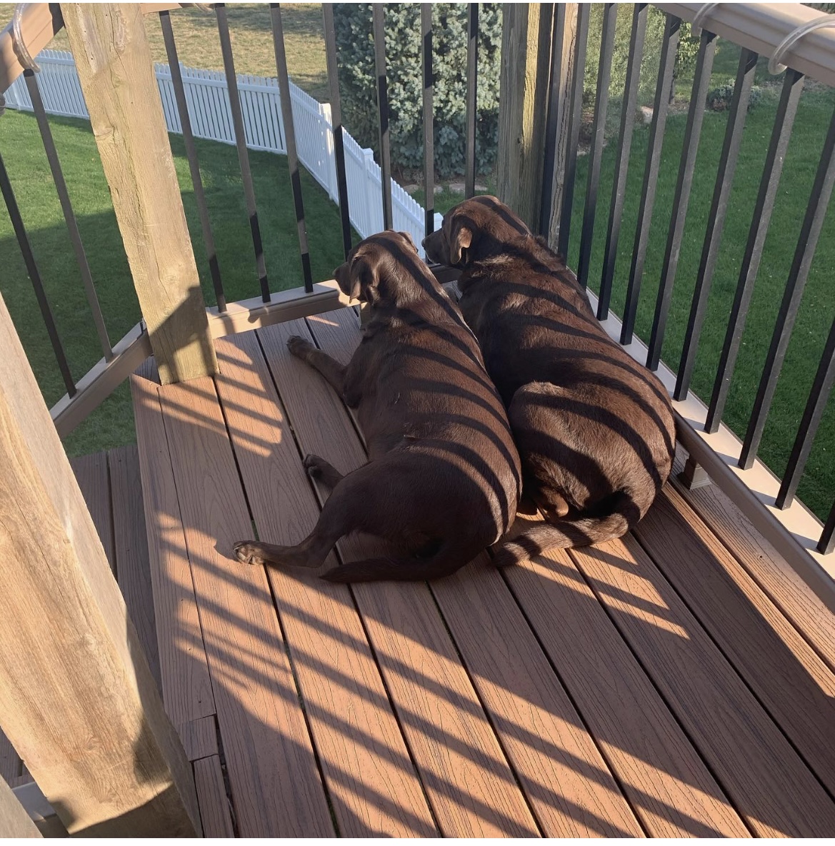 Monarch K-9 Waste Removal - Photo 3