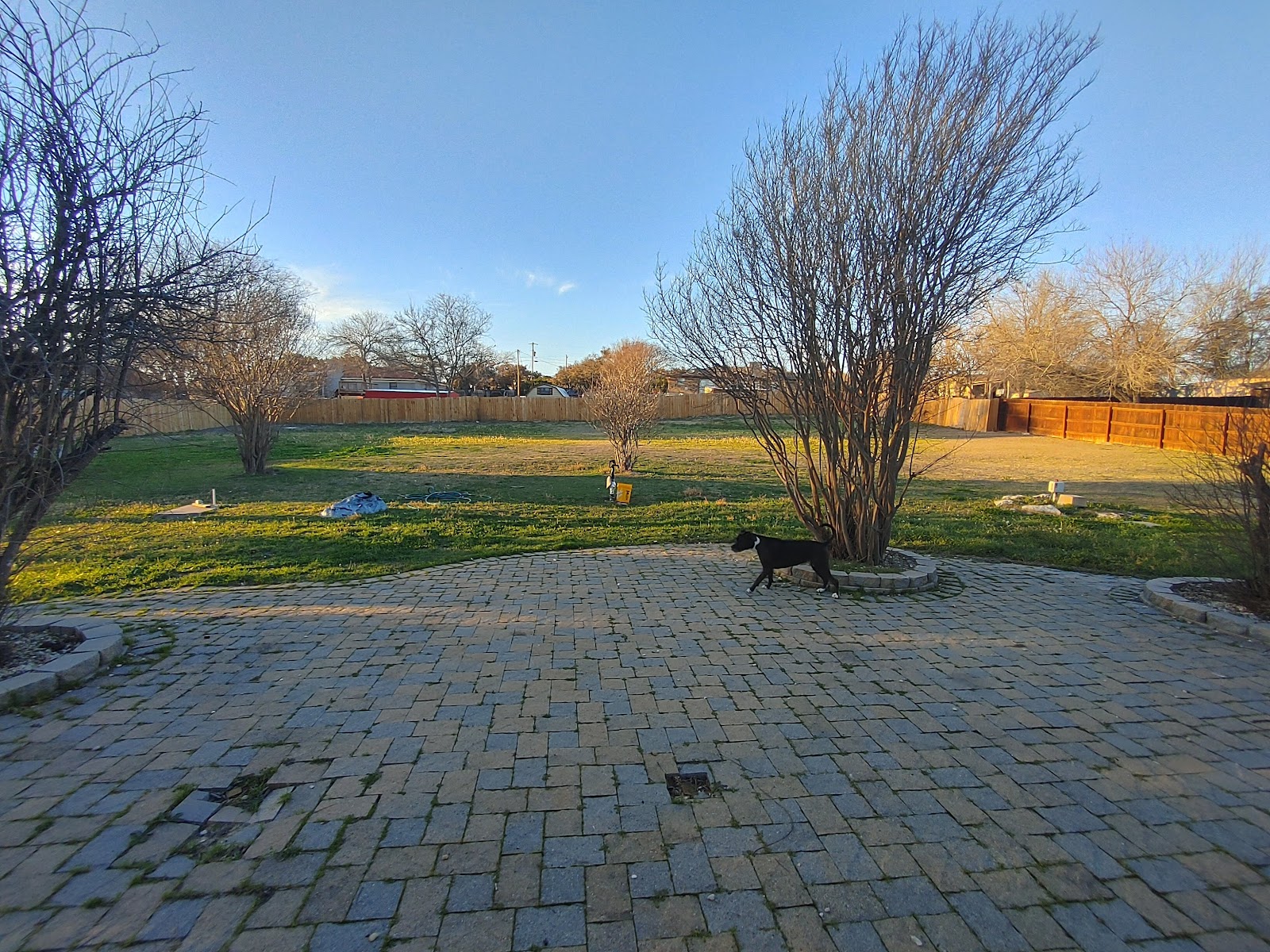 Doggie Mine Sweepers - Photo 3