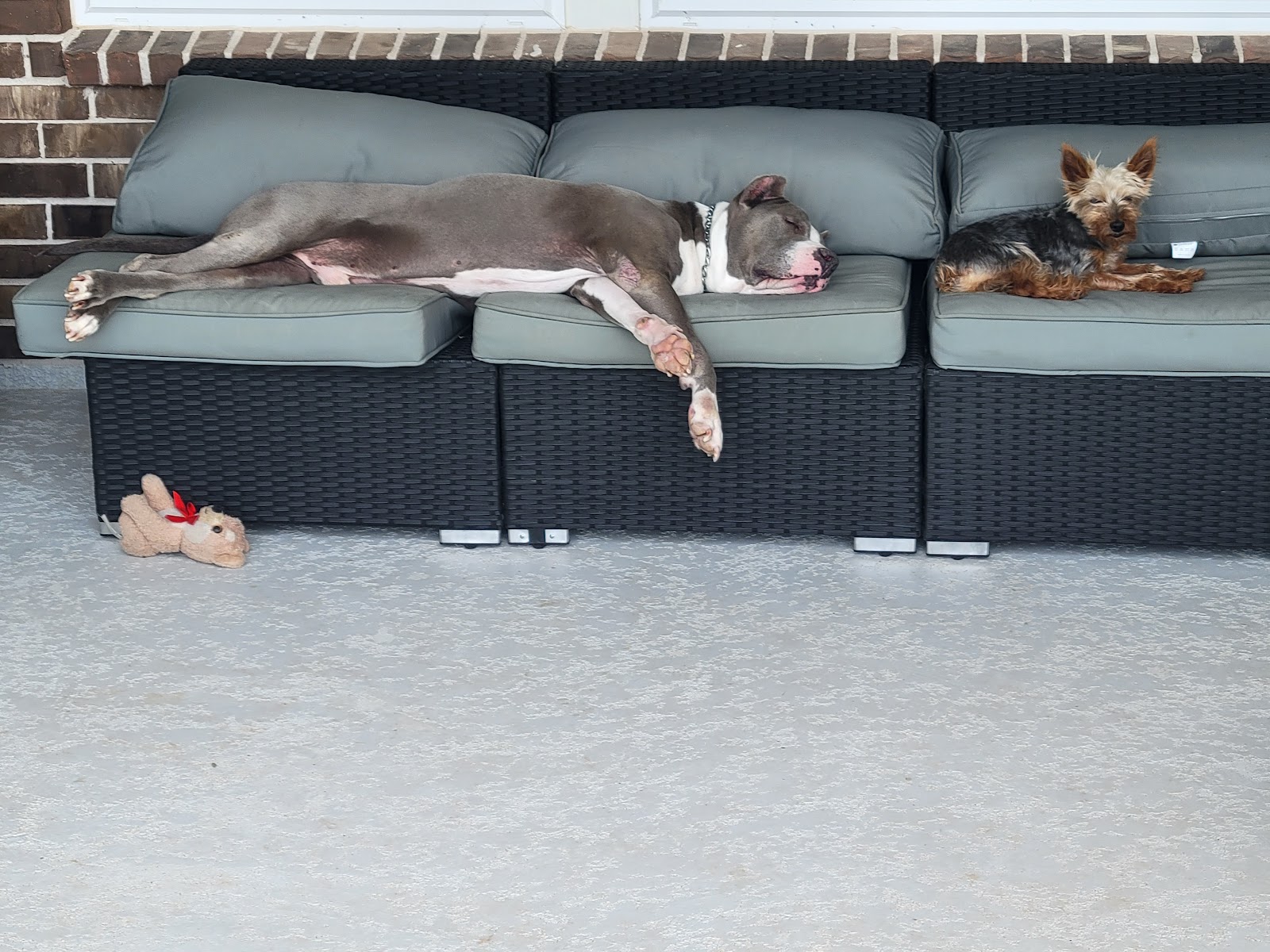 Scoop King Pet Waste Removal - Photo 3