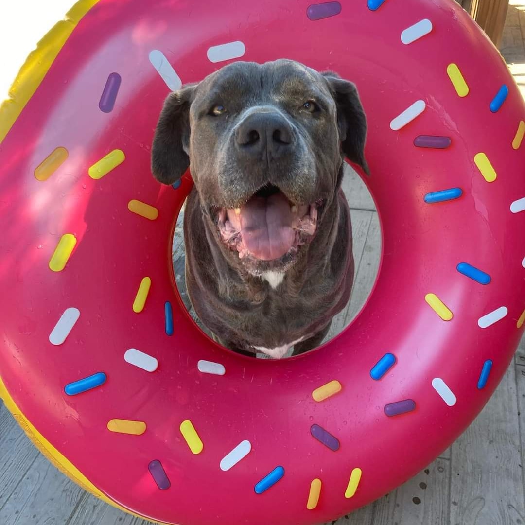 Hill Country Poop Patrol - Photo 3