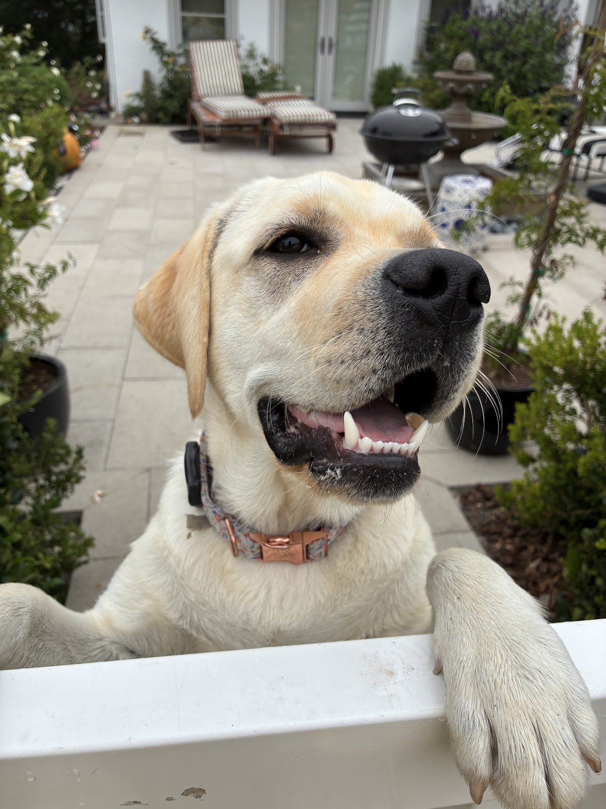 805 Poop Patrol - Photo 3