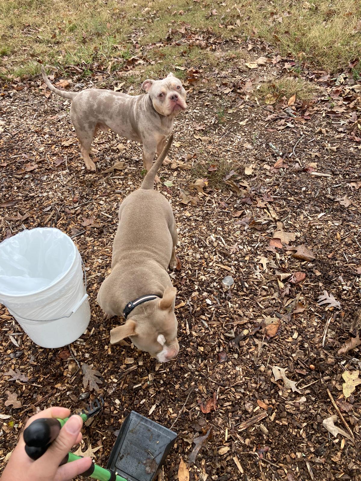 Captain Scoop A Poop