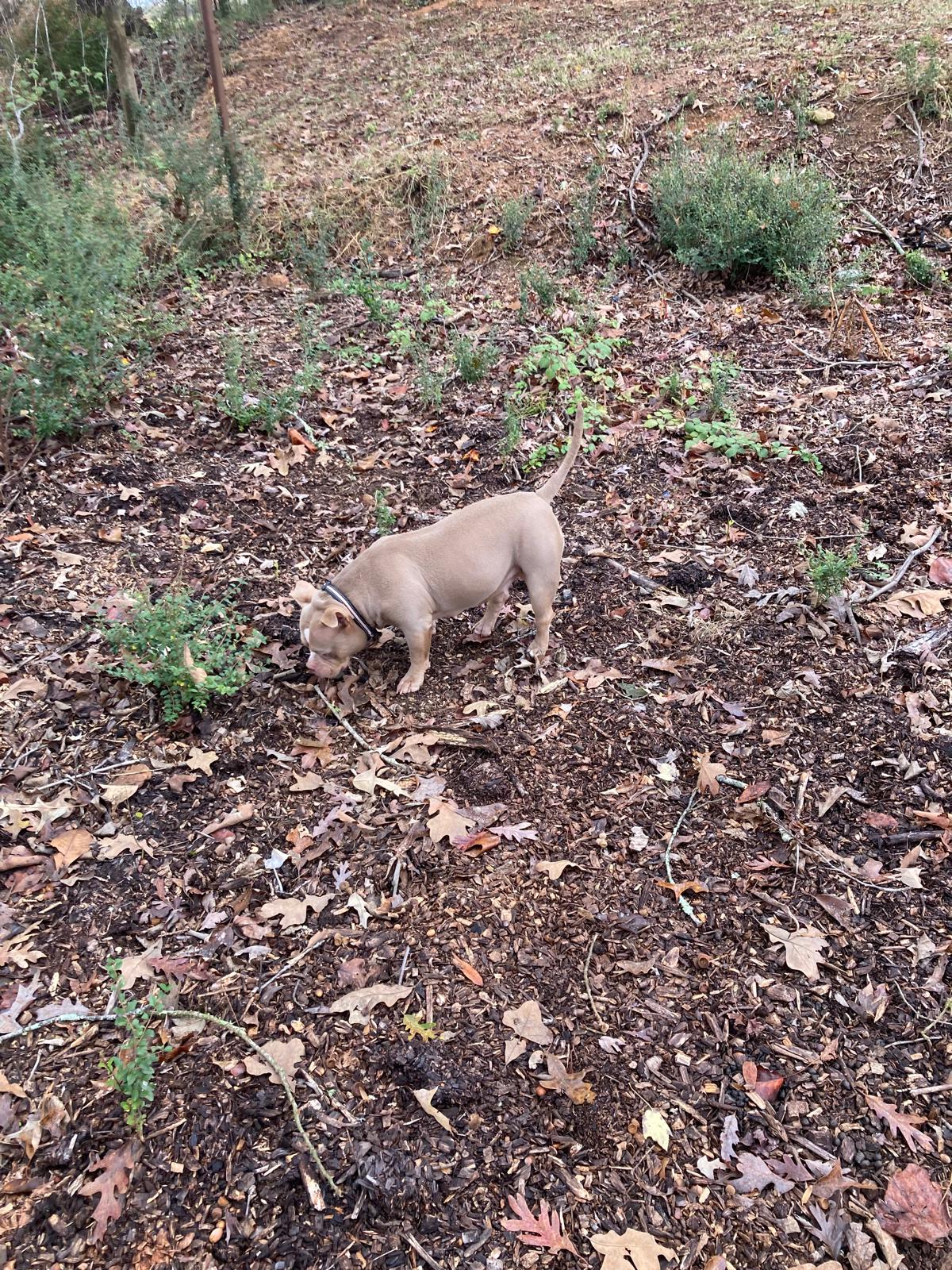 Captain Scoop A Poop - Photo 2