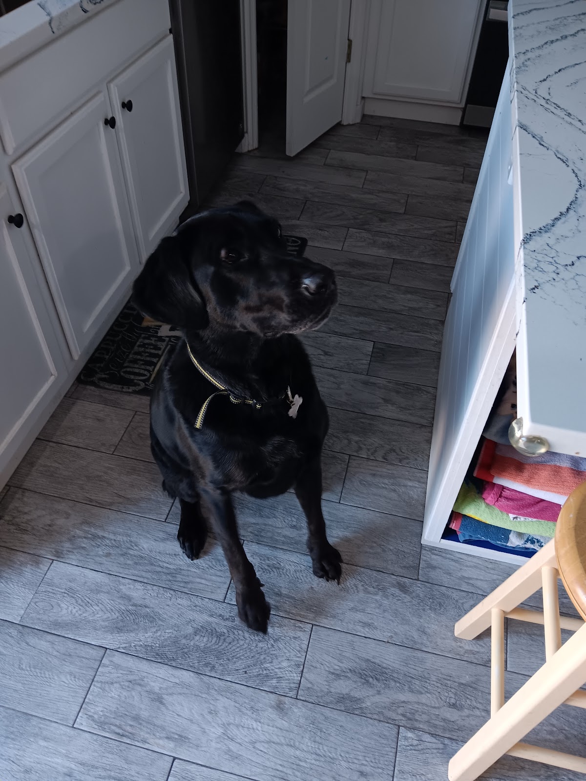 Pet Doody Crew - Photo 4