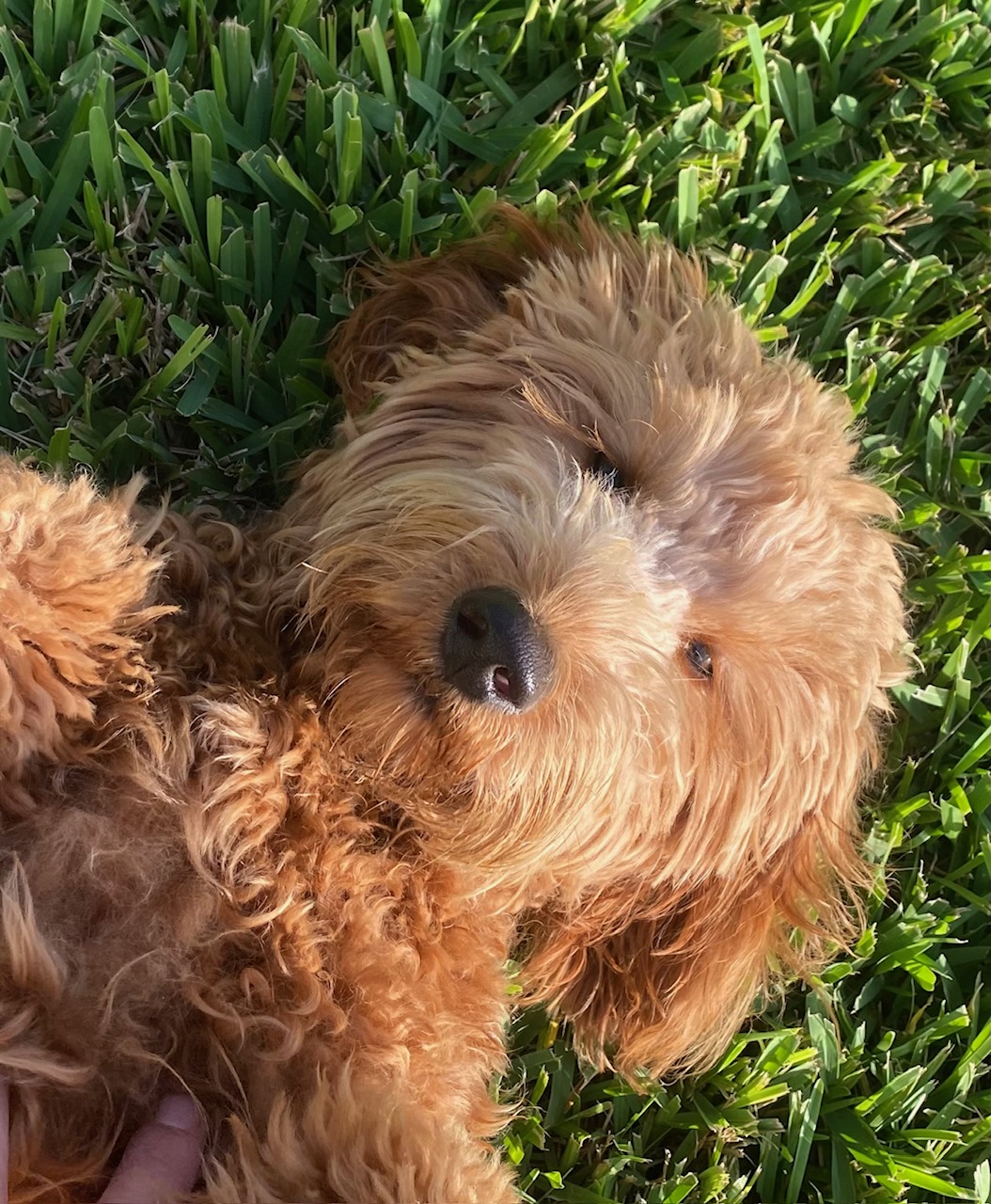 Space Coast Scoopers