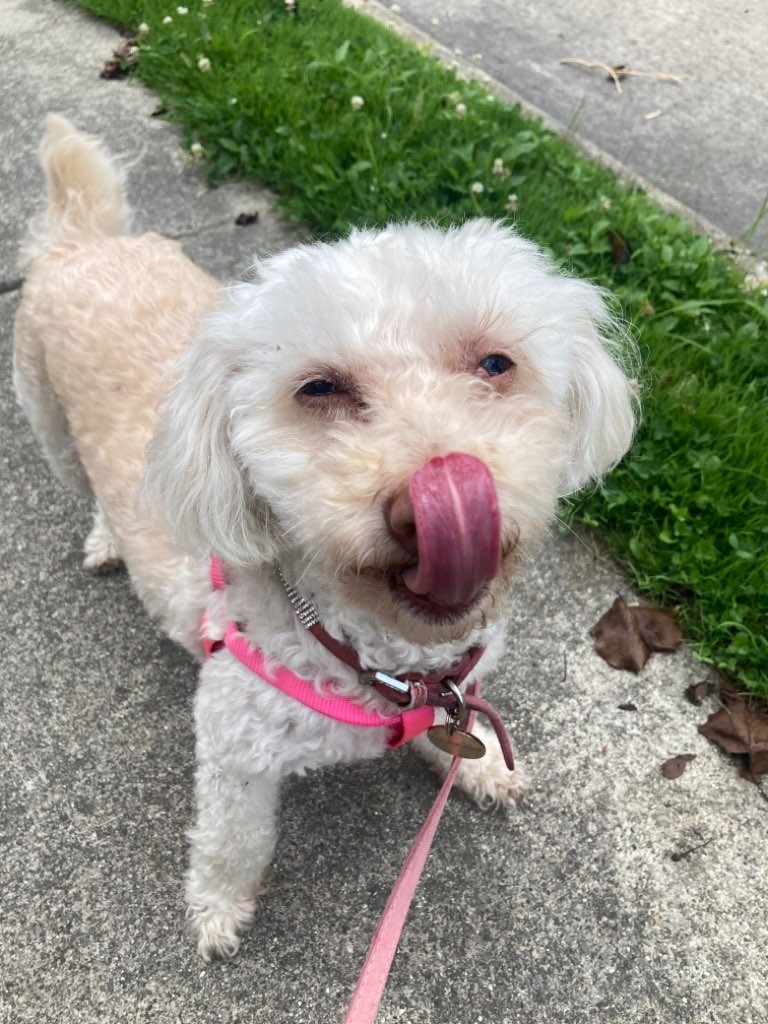 Loyal Dog Club - Photo 2