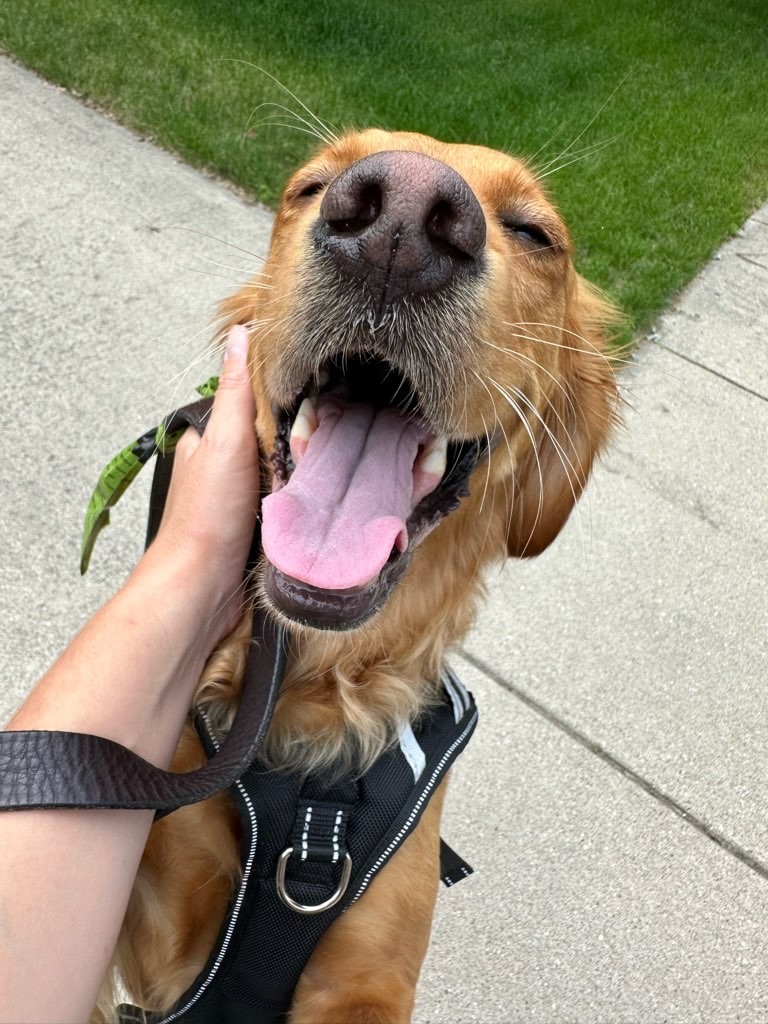 Loyal Dog Club - Photo 3