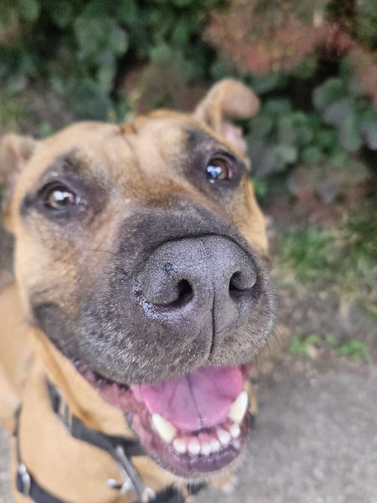 Loyal Dog Club - Photo 4