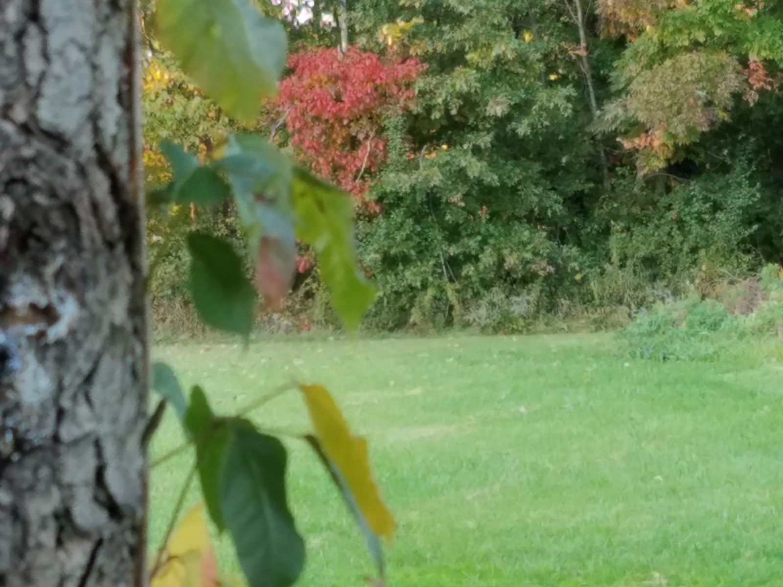 Green Dog Limited - Photo 2