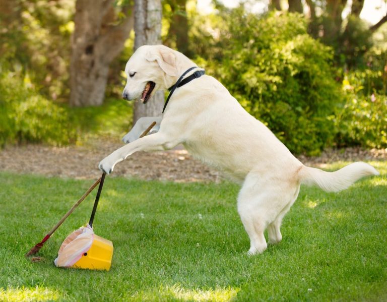 Poop Scoop Heroes - Photo 4