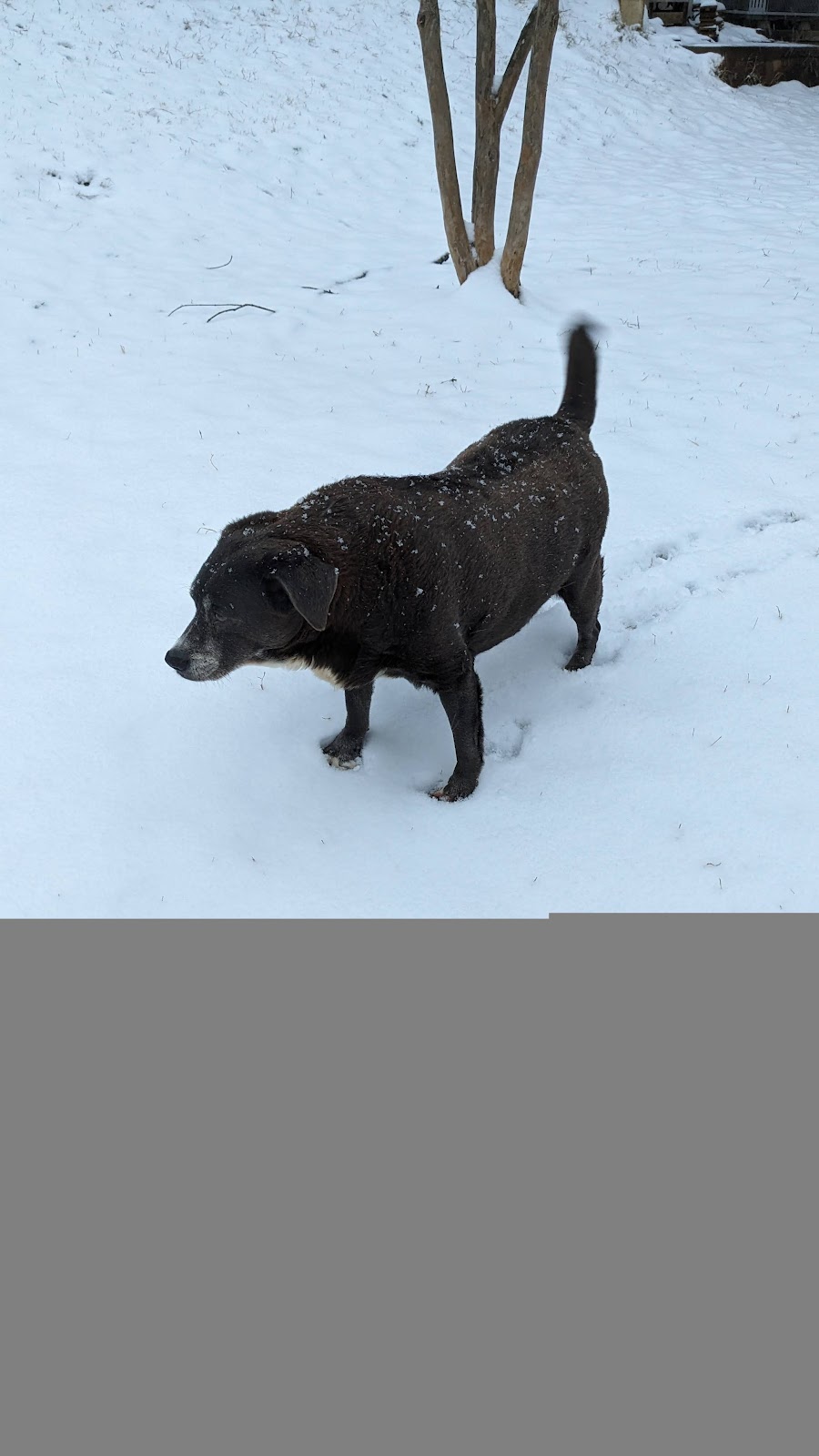 Blue Ridge Scoopers - Photo 3