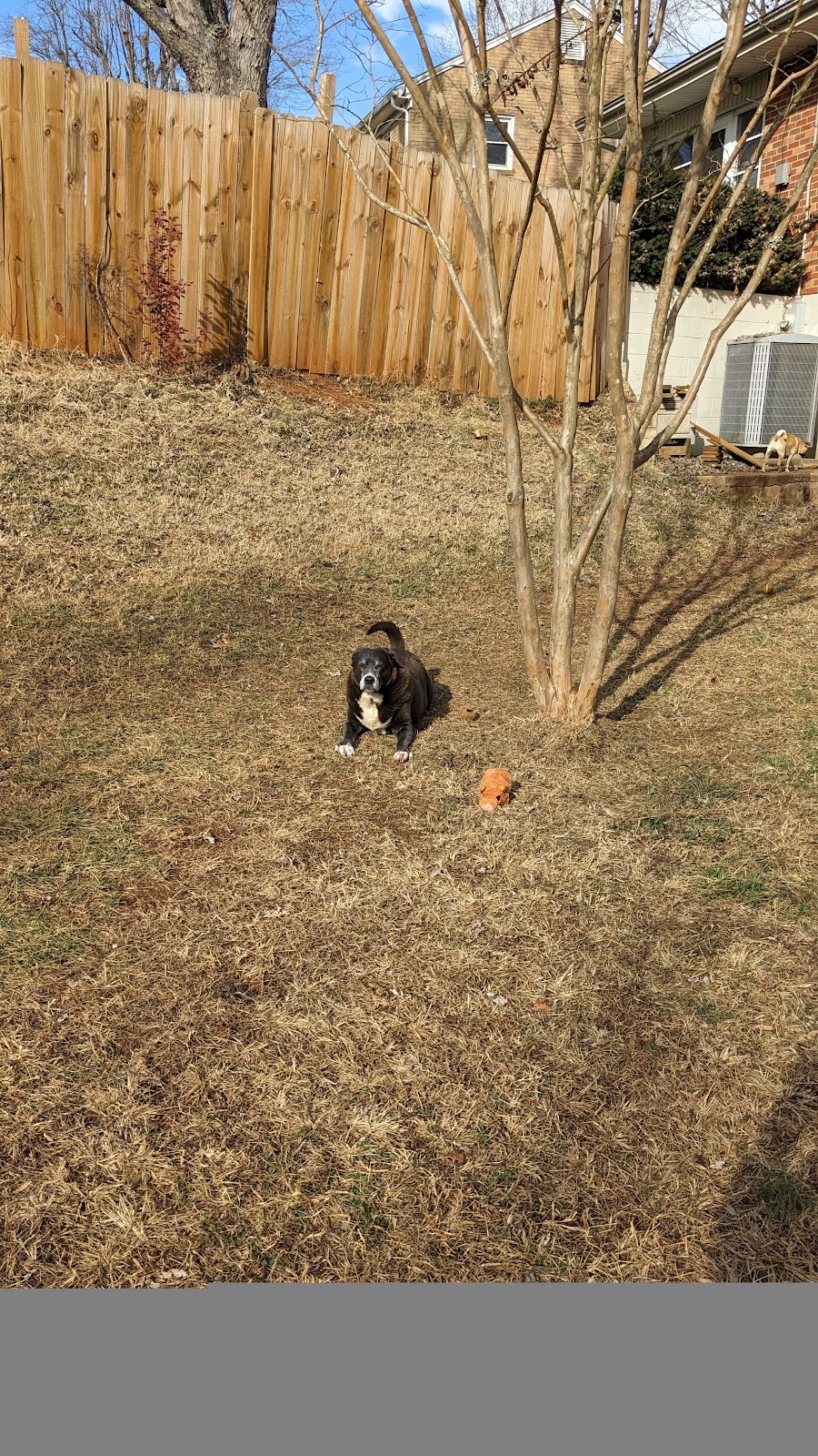 Blue Ridge Scoopers - Photo 4