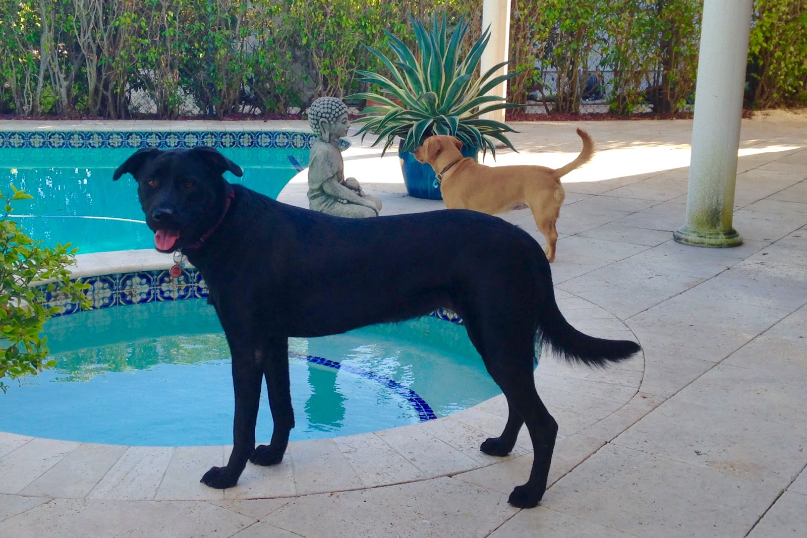 Bomb Squad - Dog waste removal service - Pooper Scooper - Photo 3