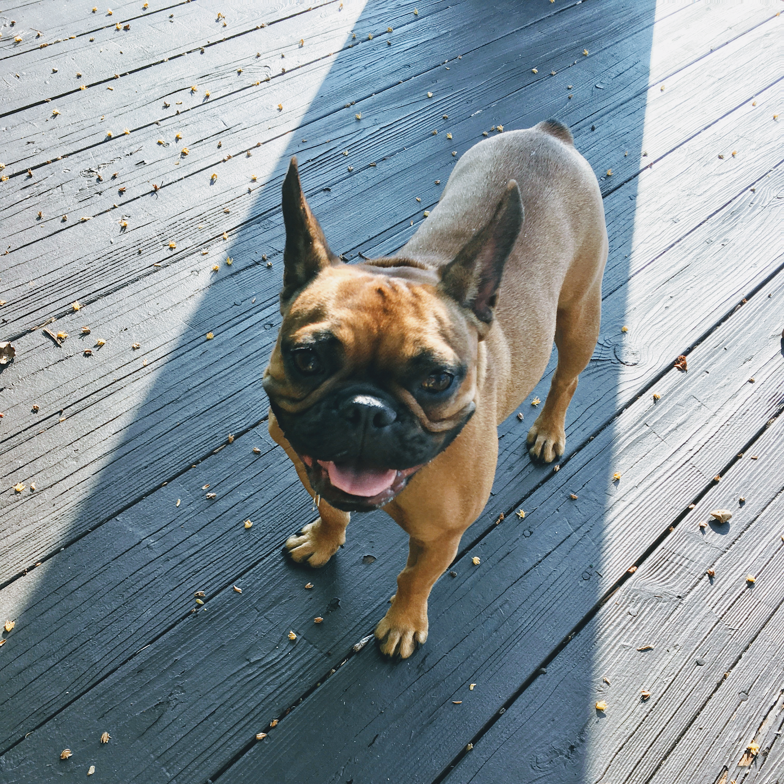 Bomb Squad - Dog waste removal service - Pooper Scooper - Photo 4