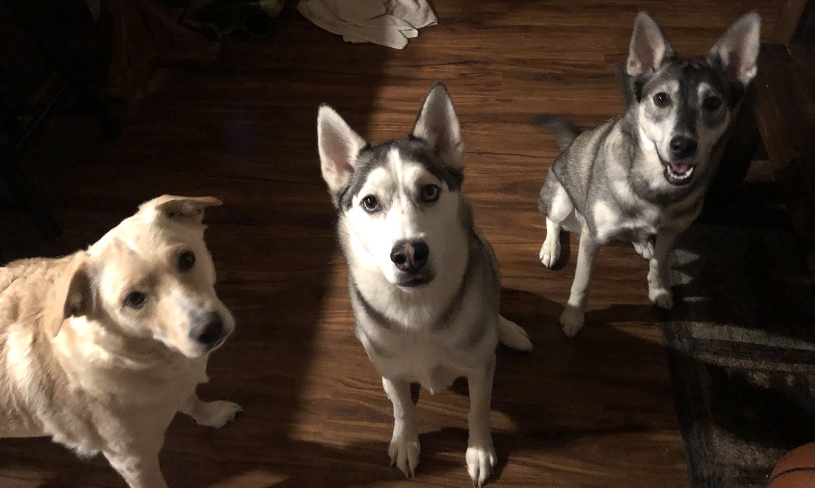 Alaska Pet & Yard Services, LLC - Photo 2