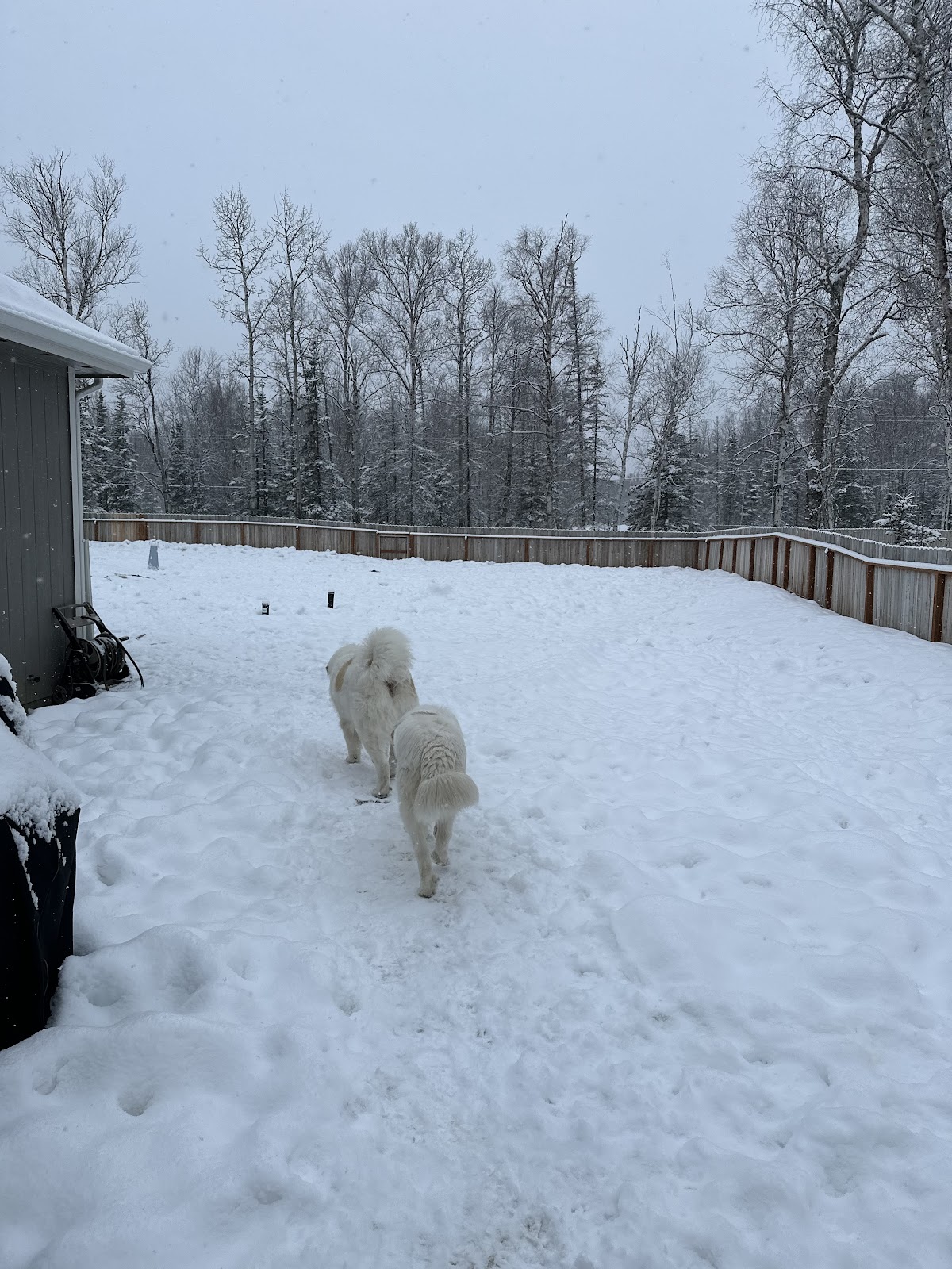 Alaska Pet & Yard Services, LLC - Photo 3