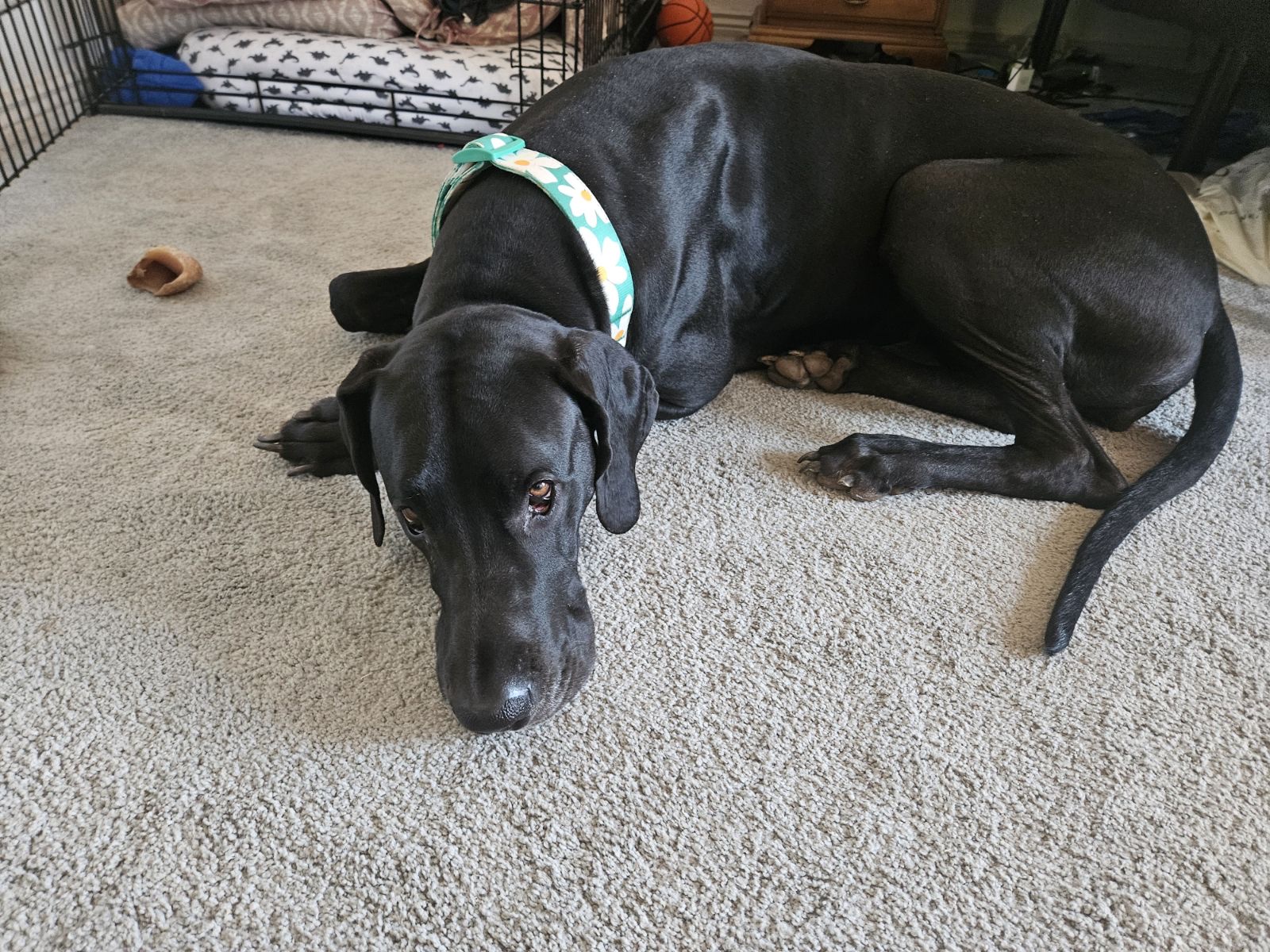 Scoopy Pet Waste Removal - Photo 3