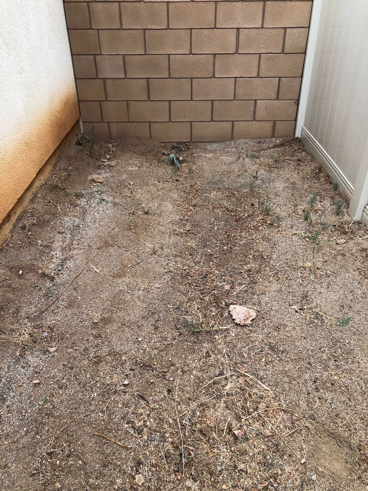 The Skoopers at A1 Pooper Scooper - Claremont - Photo 4