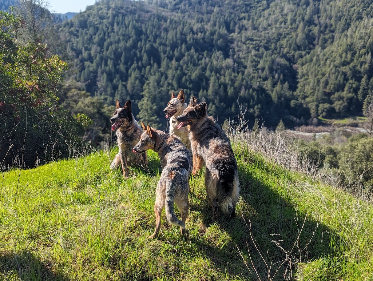 Doo It: Pet Waste Management - Photo 2