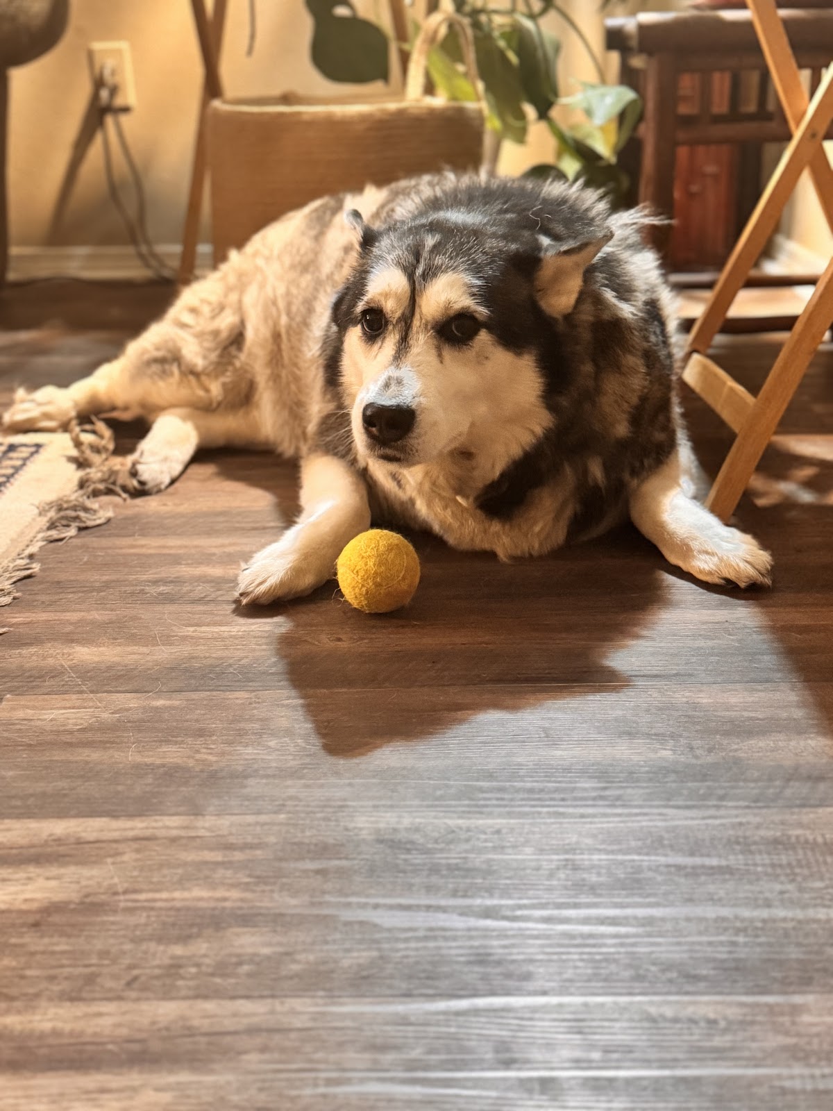 On Doody Pet Waste Removal