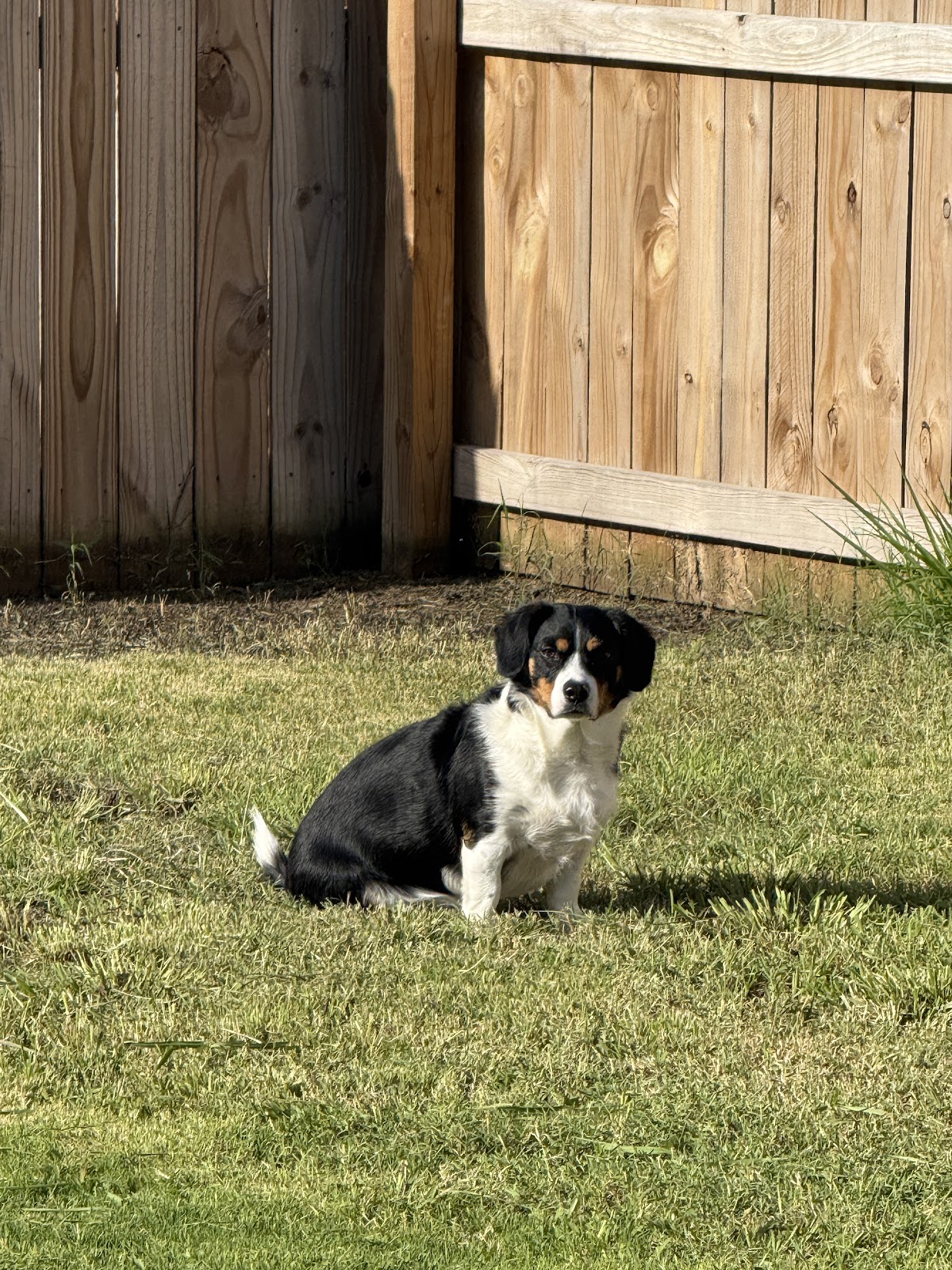 On Doody Pet Waste Removal - Photo 2