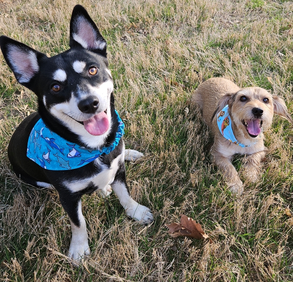 On Doody Pet Waste Removal - Photo 3