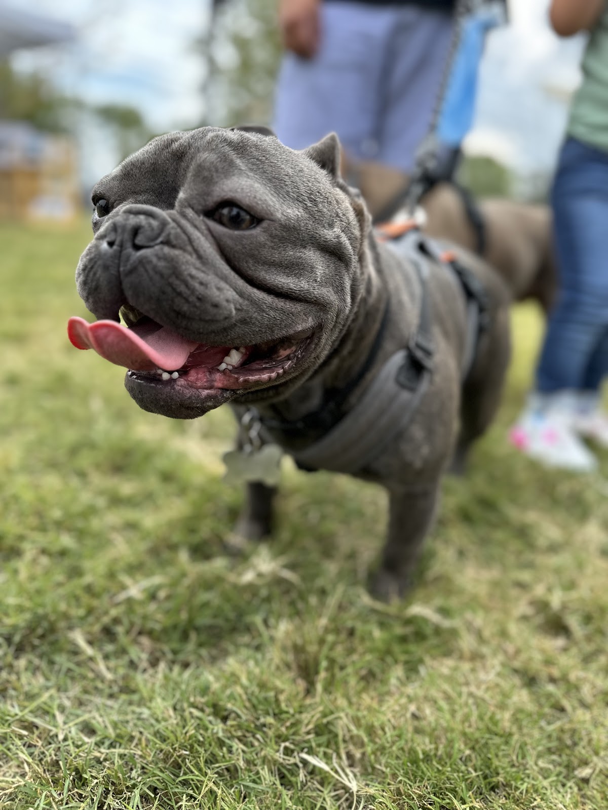 On Doody Pet Waste Removal - Photo 4