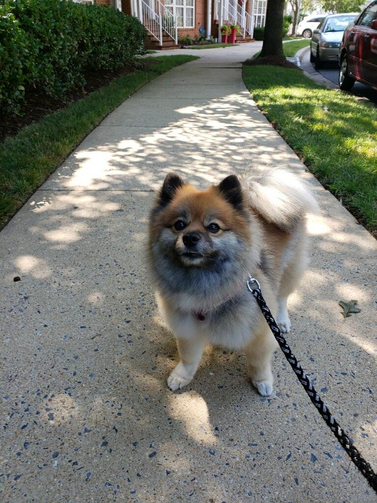 Prance Around Pet Services - Photo 2