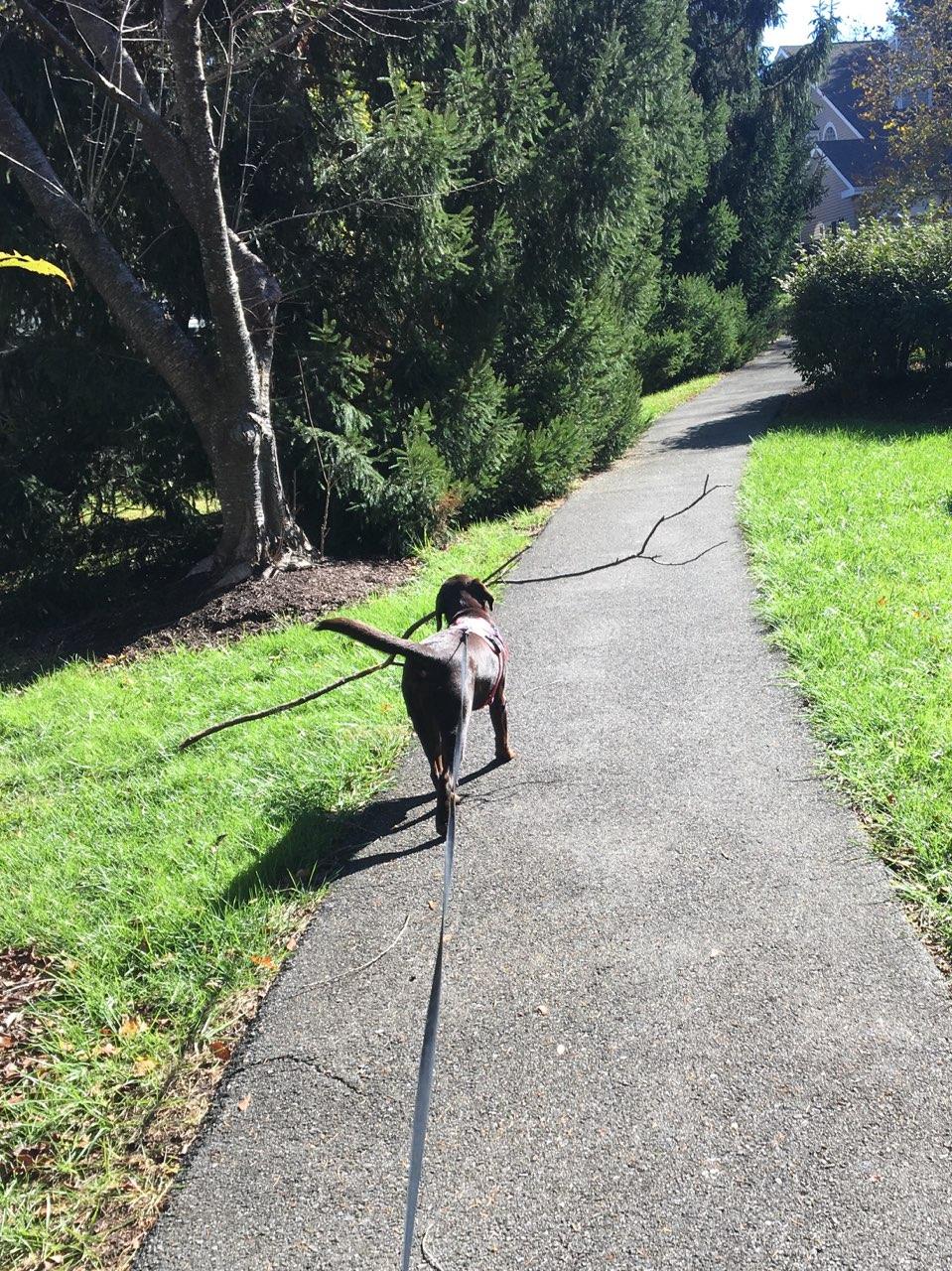 Prance Around Pet Services - Photo 3