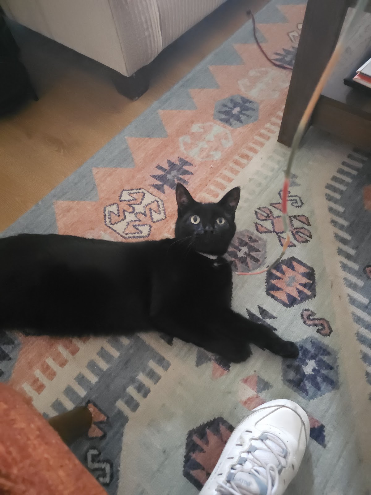 Prance Around Pet Services - Photo 4