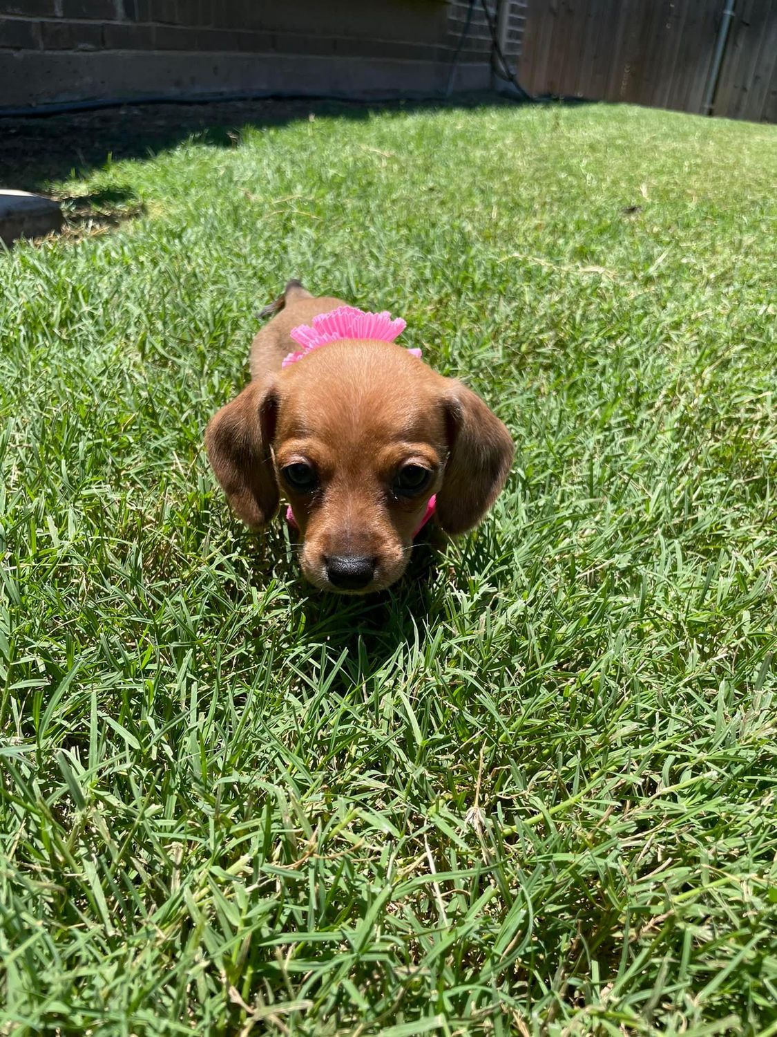 Happy Paws Pet Waste Removal - Photo 3