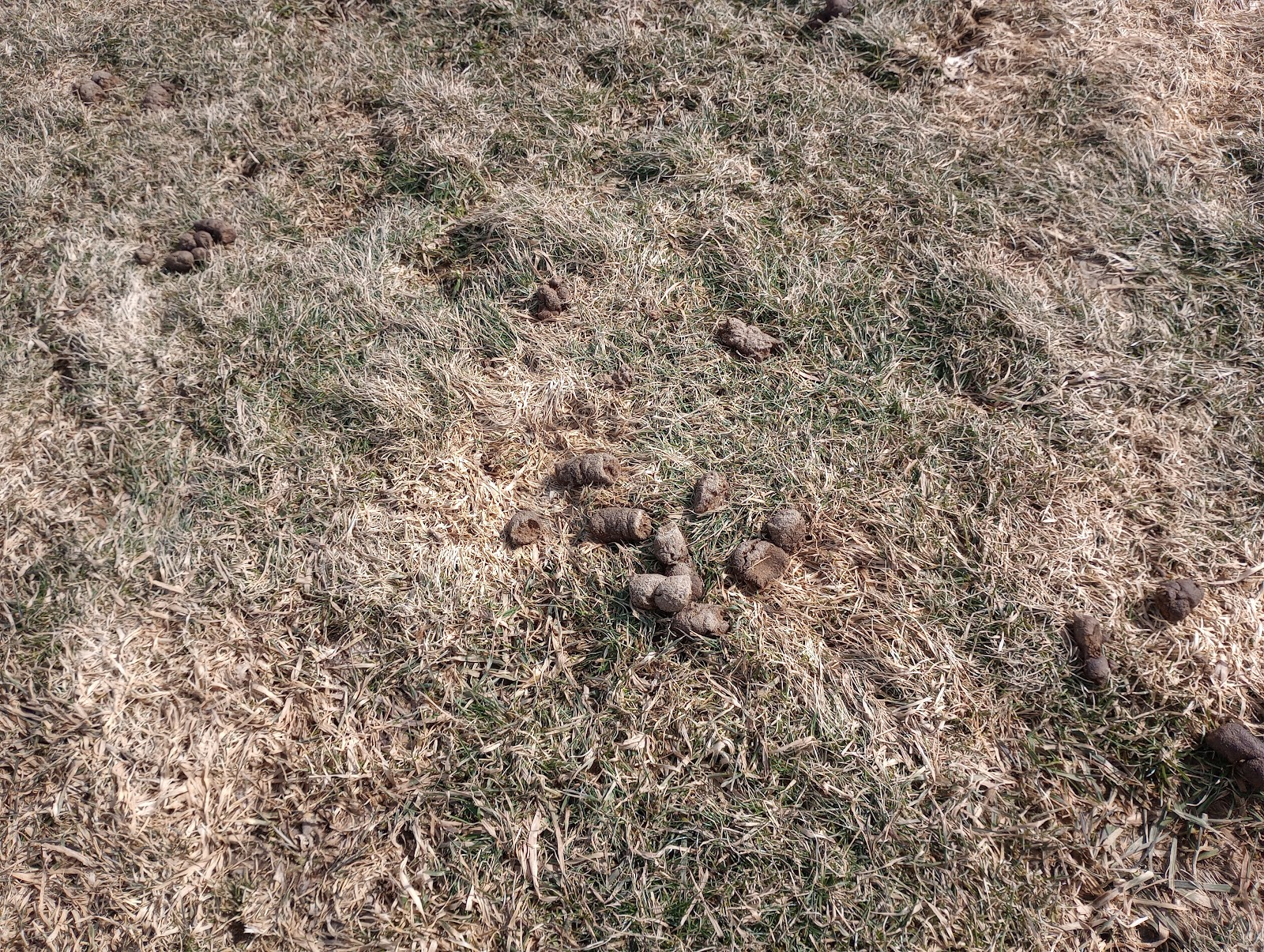 Good Dog Cleanup Crew - Photo 2