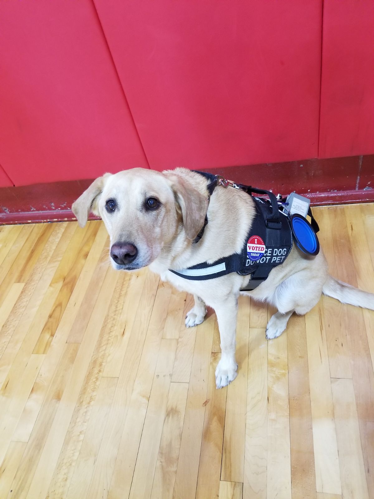 Diamond In The RUFF, Dog Waste Removal and Walking - Photo 2