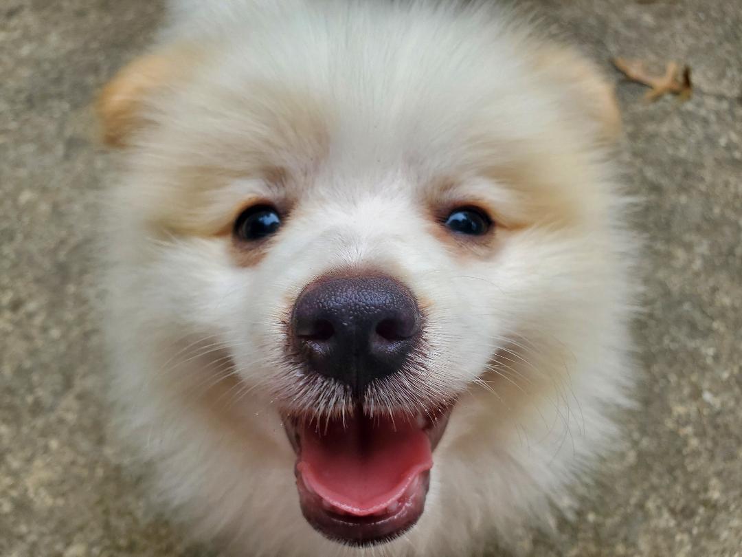 Diamond In The RUFF, Dog Waste Removal and Walking - Photo 3