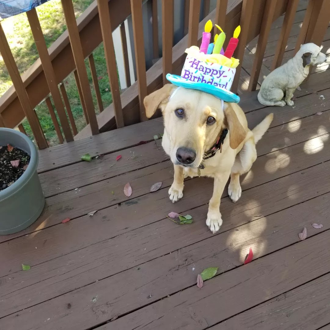 Diamond In The RUFF, Dog Waste Removal and Walking - Photo 4