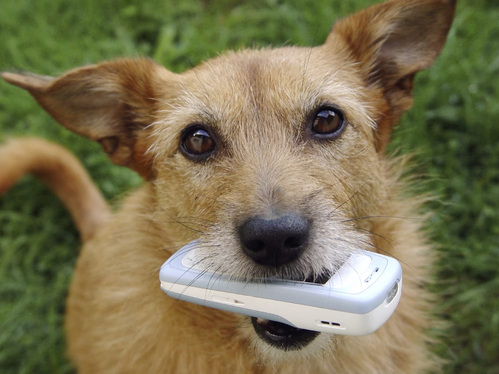 Scoopy Doo - Photo 3