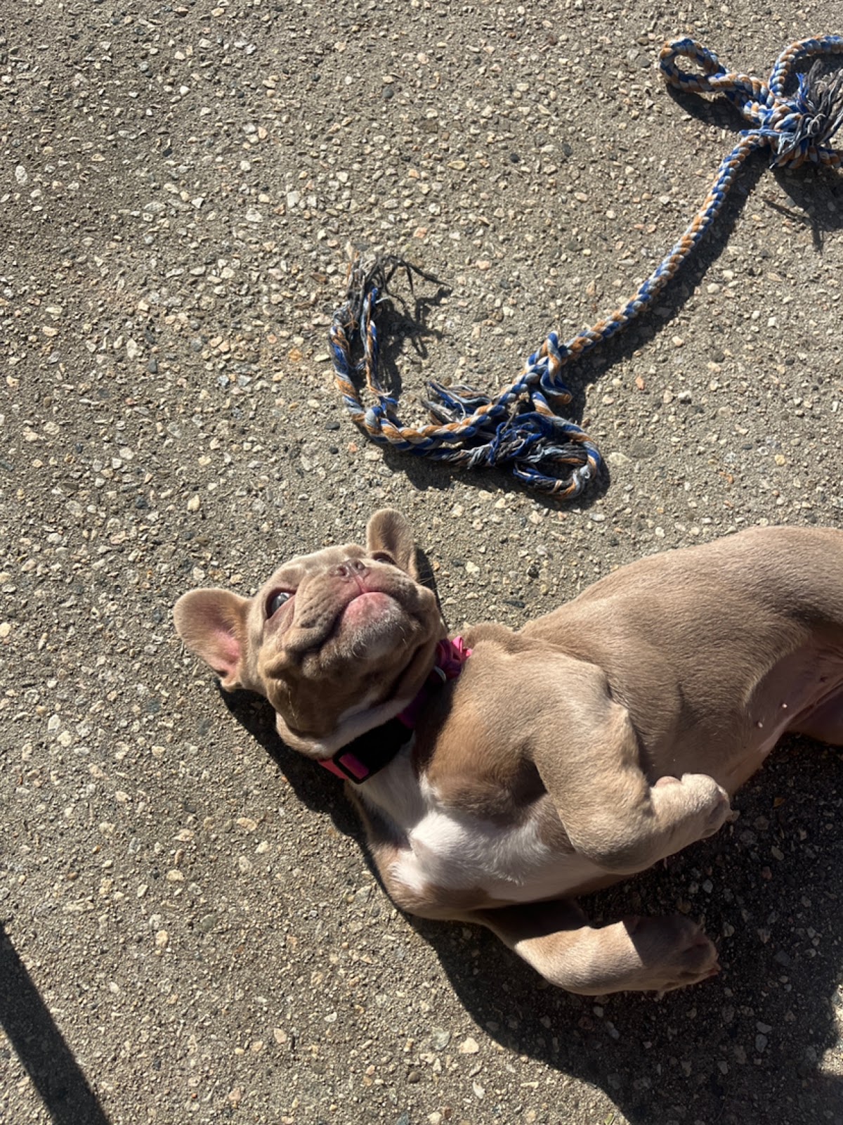 Pooper Scoopers - Photo 4