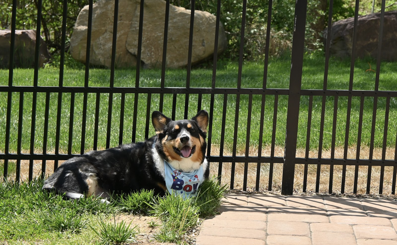 Premier Pet Waste Removal - Pooper Scoopers - Photo 3