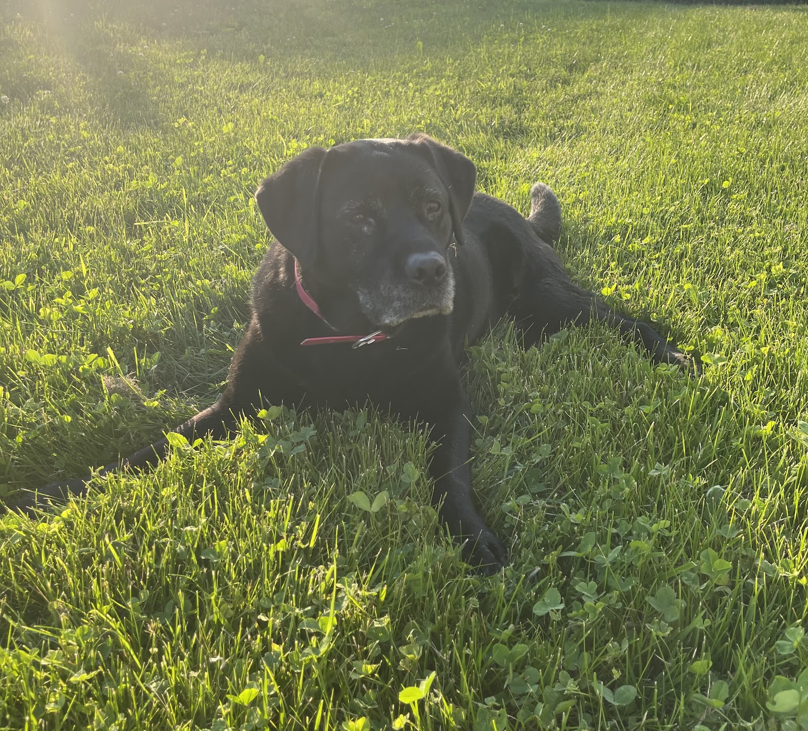 Premier Pet Waste Removal - Pooper Scoopers - Photo 4