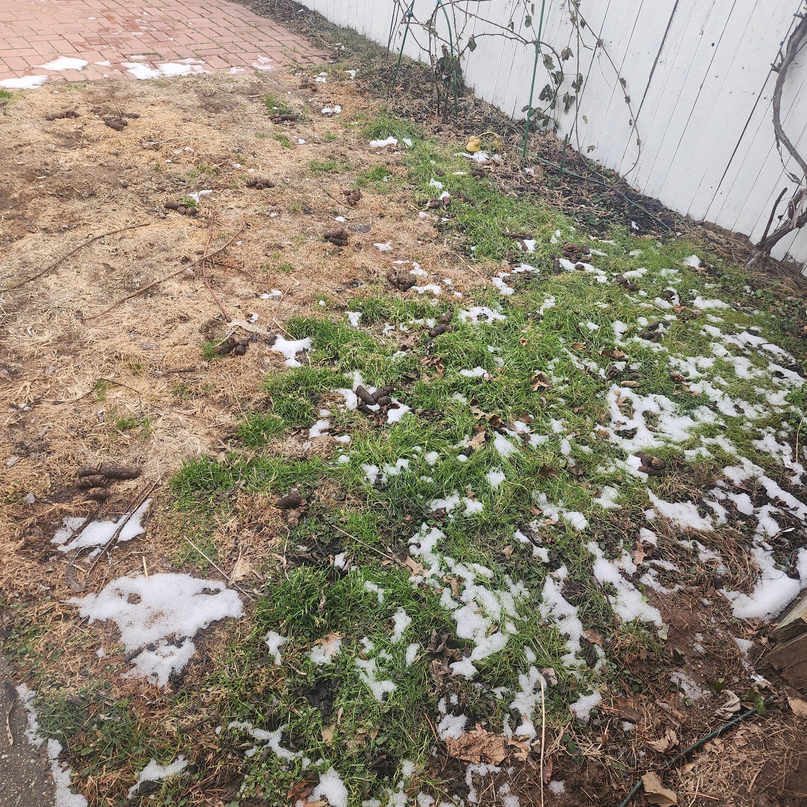 Pooch Scoop - Photo 4