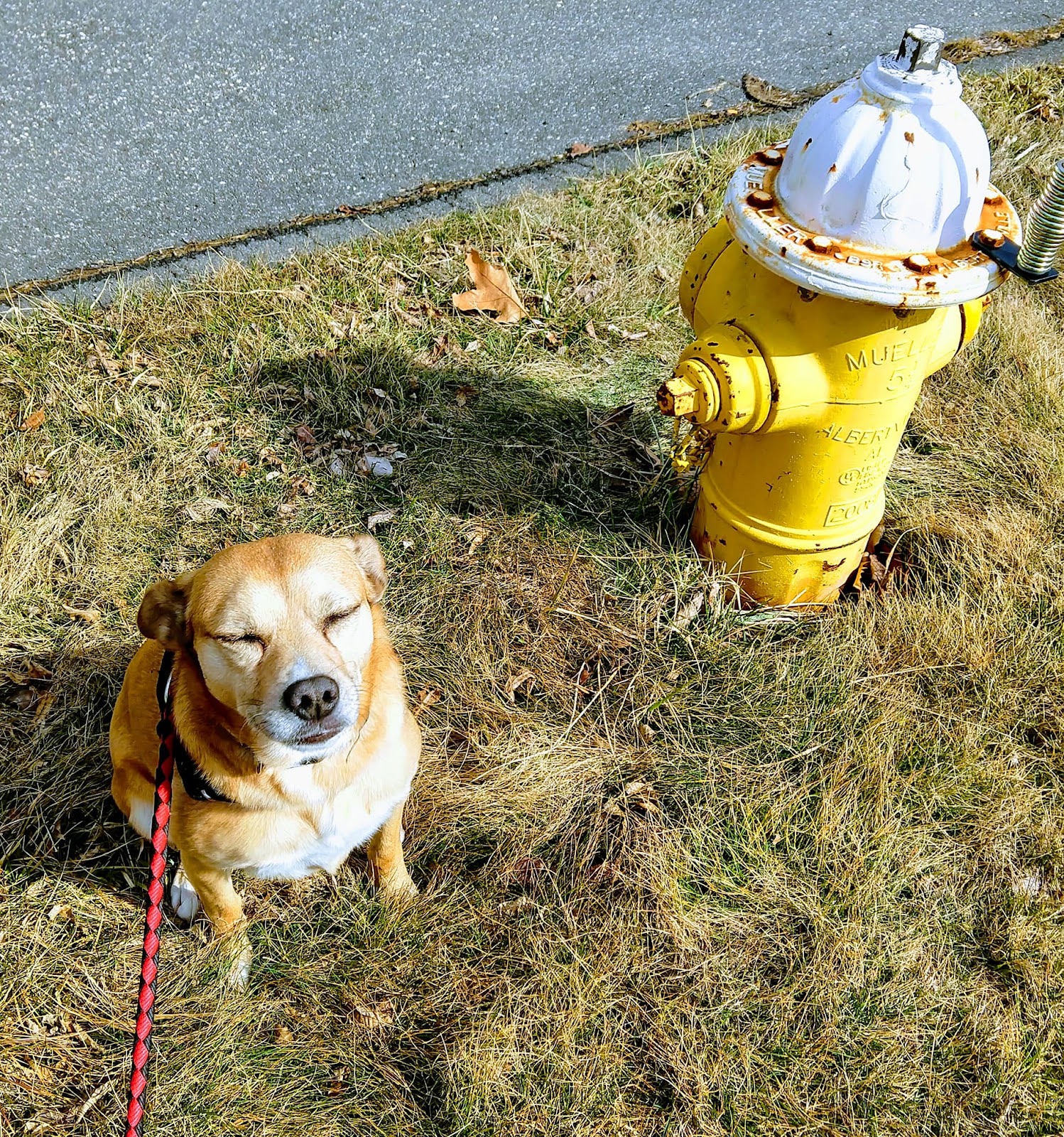 Best of Buddies Pet Care - Dog Poop Scooping - Pet Sitter - Pet Waste Removal - Dog Walker - Photo 2