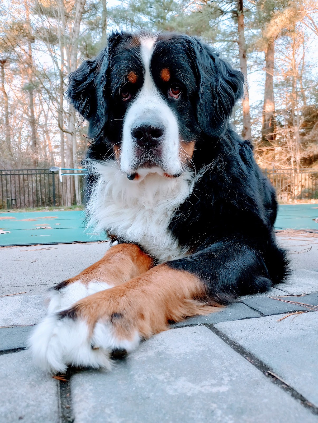 Best of Buddies Pet Care - Dog Poop Scooping - Pet Sitter - Pet Waste Removal - Dog Walker - Photo 3