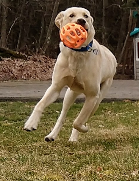 Best of Buddies Pet Care - Dog Poop Scooping - Pet Sitter - Pet Waste Removal - Dog Walker - Photo 4