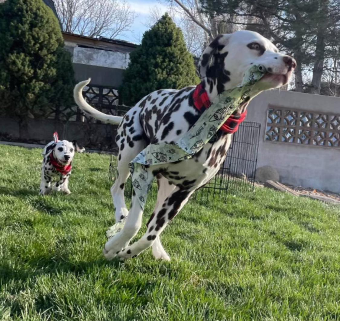 Pooper Troops - Photo 2