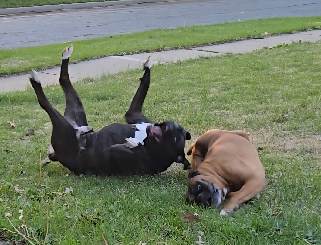 Zion Dog Waste solutions - Photo 4