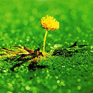 Master Scoopers - Photo 3