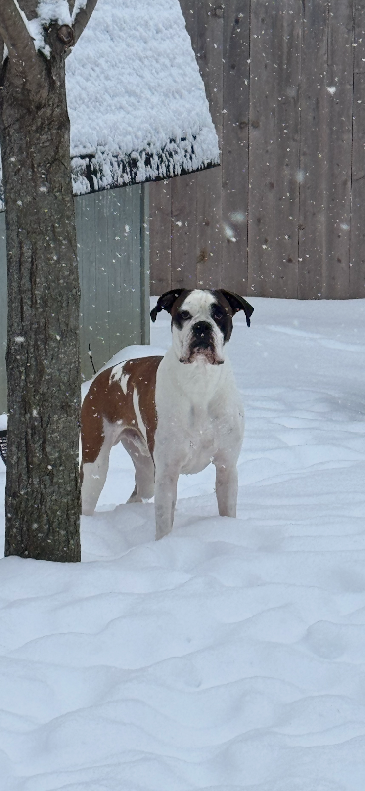 Indy Pet Waste Removal LLC