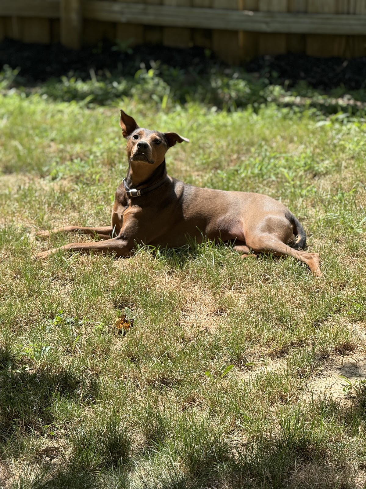 Indy Pet Waste Removal LLC - Photo 3