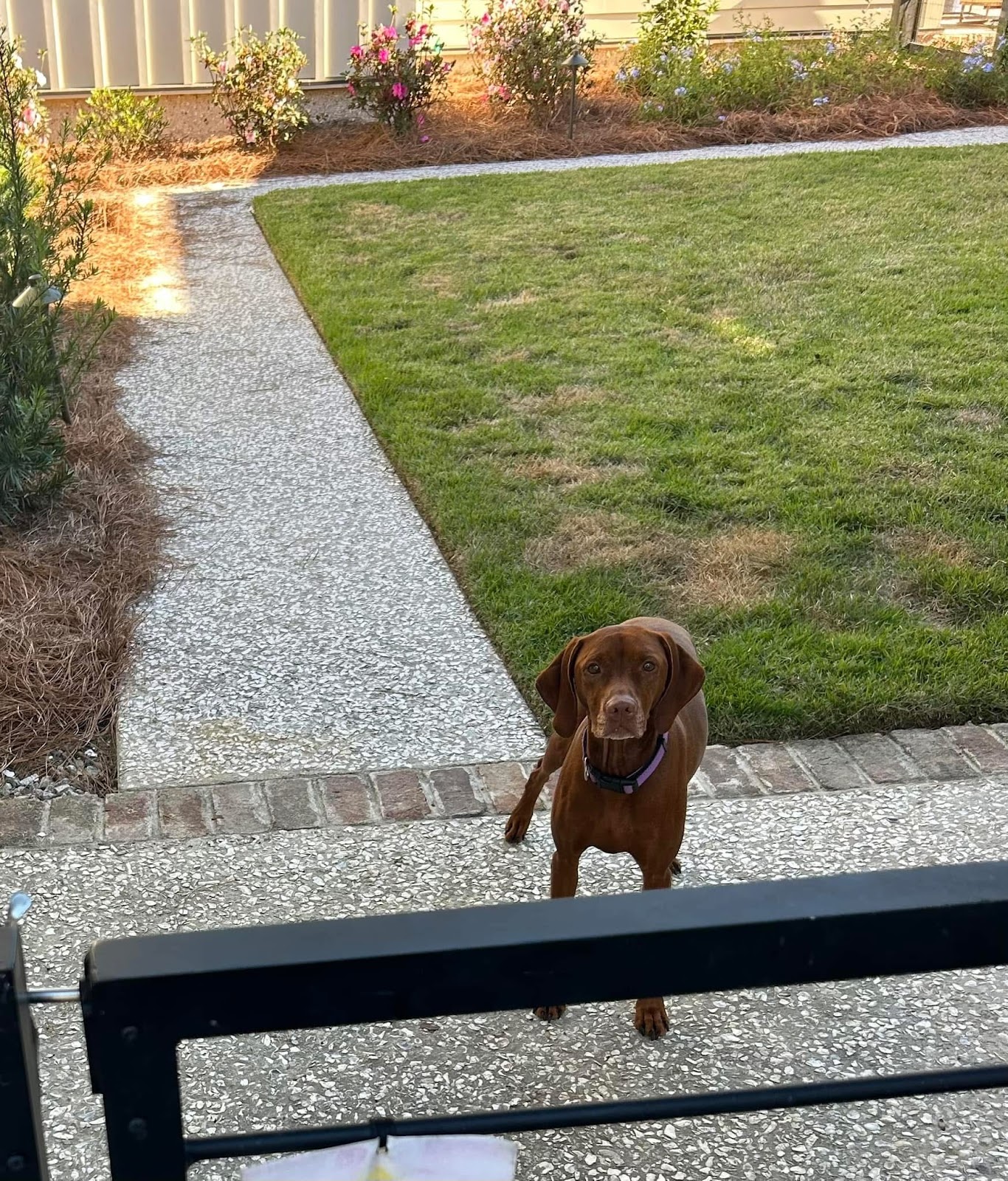 Doggy Waste Management - Photo 4